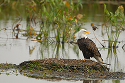 Eagle sitting in a marsh.